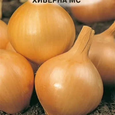 Лук репчатый 'Хиберна МС'