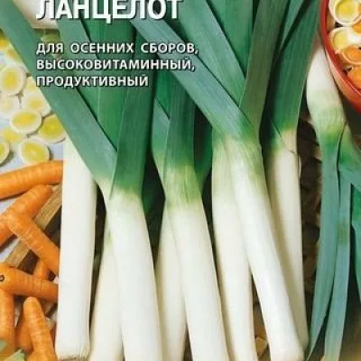 Лук-порей 'Ланцелот'