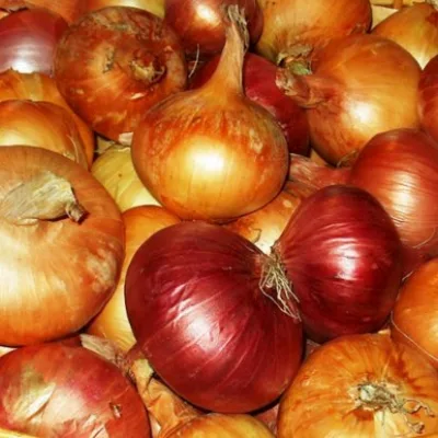 Лук-шалот 'СИР-7'