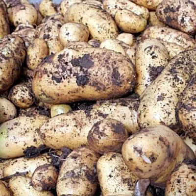 Картофель 'Конкорд'