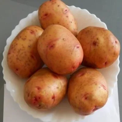 Картофель 'Жуковский ранний'