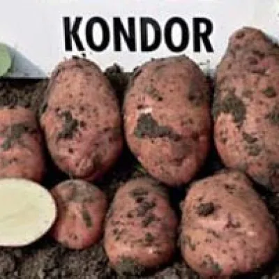 Картофель 'Кондор'