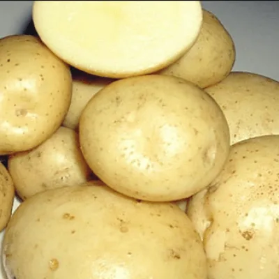 Картофель 'Лошицкий'