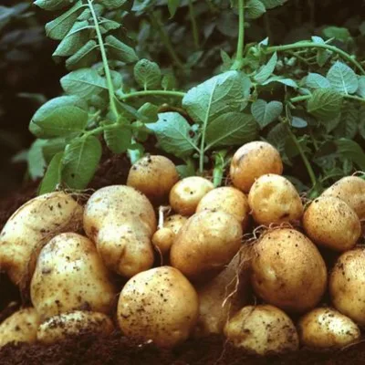 Картофель 'Никулинский'