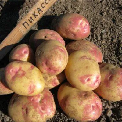 Картофель 'Пикассо'
