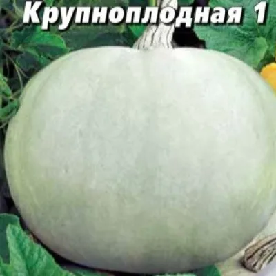 Тыква крупноплодная 'Крупноплодная 1'