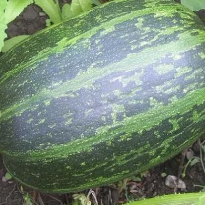 Тыква твердокорая 'Грибовская кустовая'