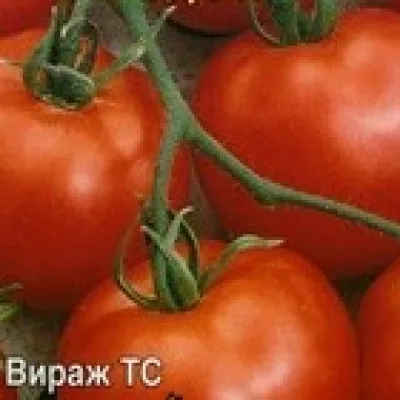 Томат 'Вираж'