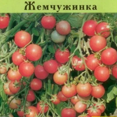 Томат 'Жемчужинка'