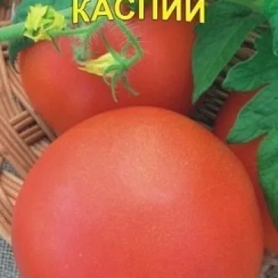 Томат 'Каспий'