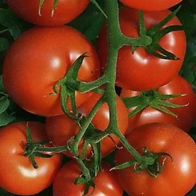 Томат 'Комета'
