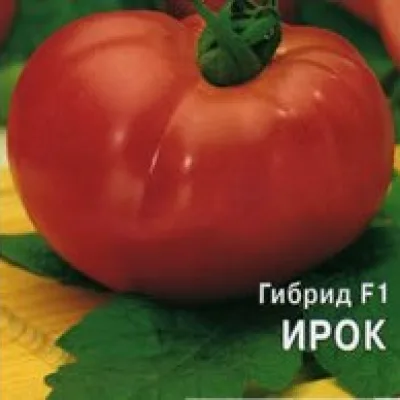 Томат 'Ирок F1'