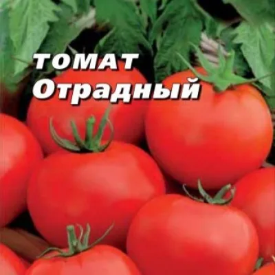 Томат 'Отрадный'