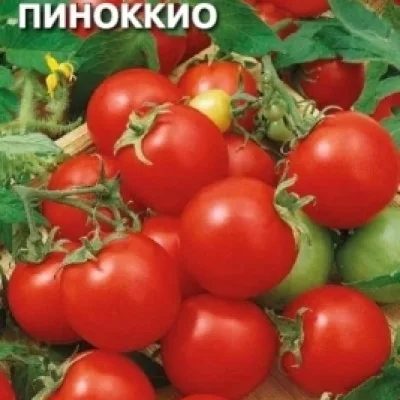 Томат 'Пиноккио'