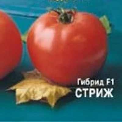 Томат 'Стриж F1'