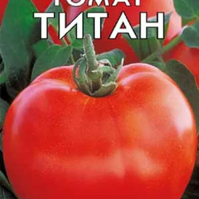 Томат 'Титан'