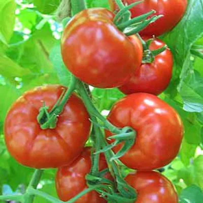 Томат 'Энерго F1'