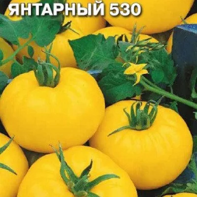 Томат 'Янтарный 530'