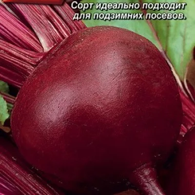 Свекла столовая 'Подзимняя А 474'