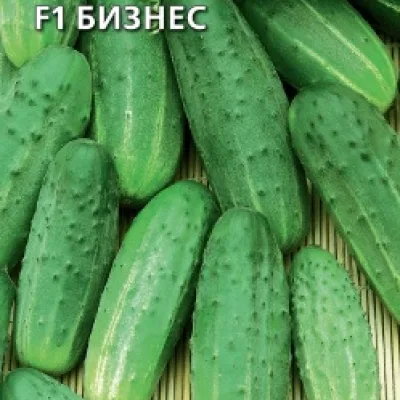 Огурец обыкновенный 'Бизнес F1'
