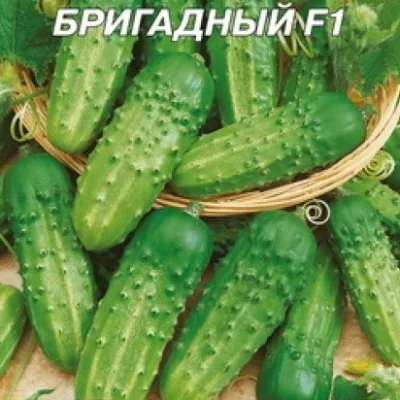 Огурец обыкновенный 'Бригадный F1'