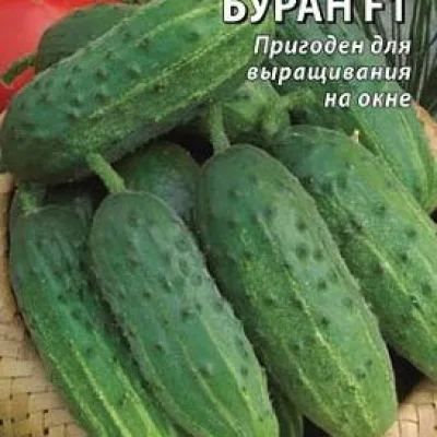 Огурец обыкновенный 'Буран F1'