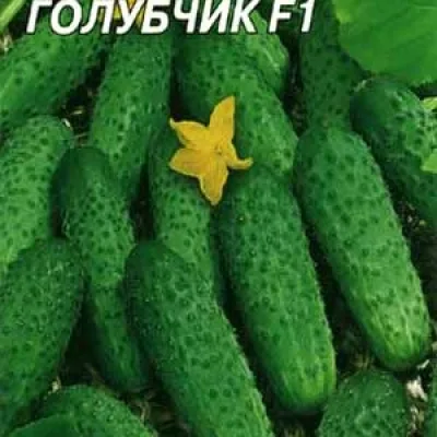 Огурец обыкновенный 'Голубчик F1'