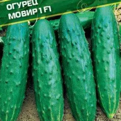 Огурец обыкновенный 'МОВИР 1 F1'