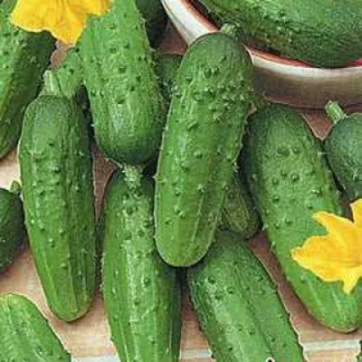 Огурец обыкновенный 'Кустовой'