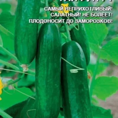 Огурец обыкновенный 'Тайфун F1'