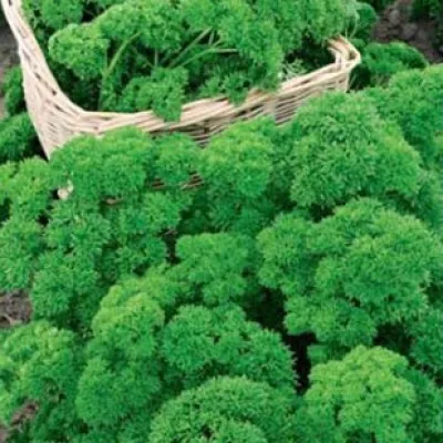 Петрушка кудрявая 'Астра'