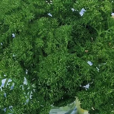 Петрушка кудрявая 'Урожайная'