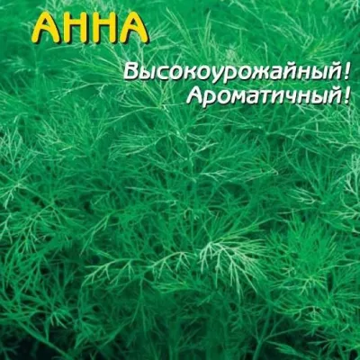 Укроп душистый 'Анна'