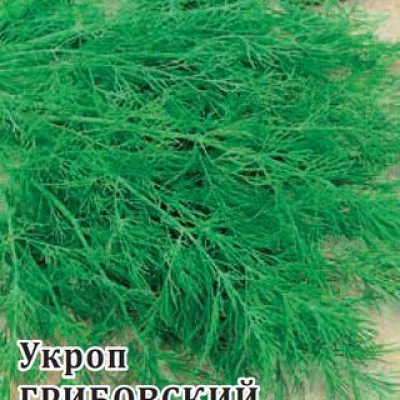 Укроп душистый 'Грибовский'