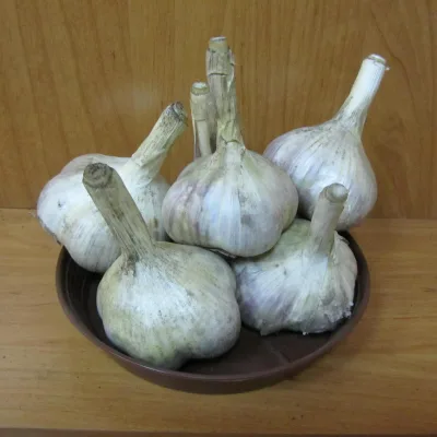 Чеснок озимый 'Сибирский'