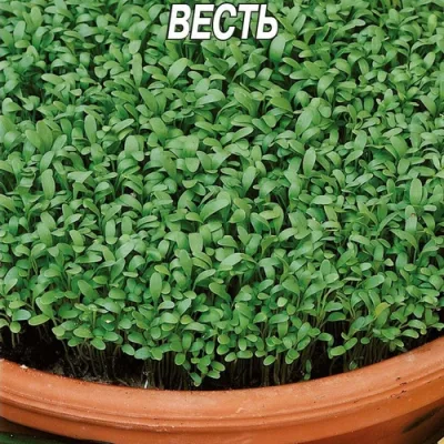 Кресс-салат 'Весть'