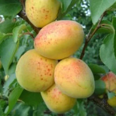 Абрикос 'Арзами'