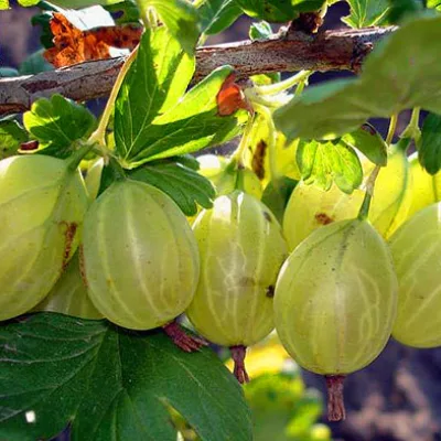 Крыжовник обыкновенный 'Кубанец'
