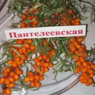 Облепиха 'Пантелеевская'