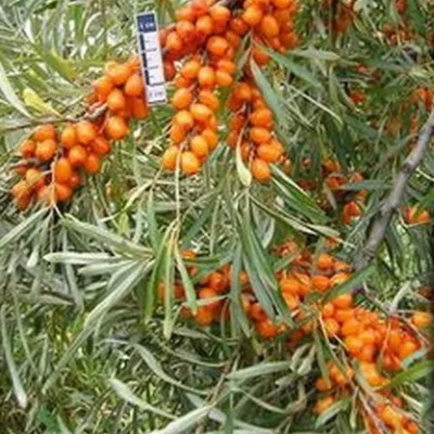 Облепиха 'Чулышманка'