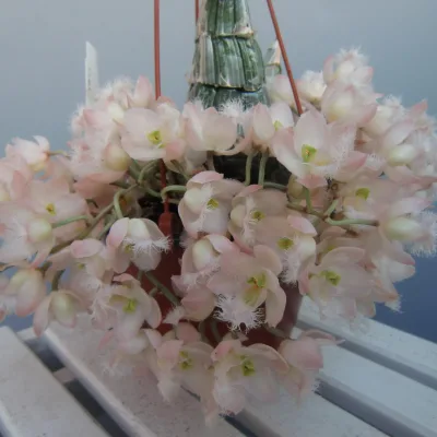 Кловезия розовая