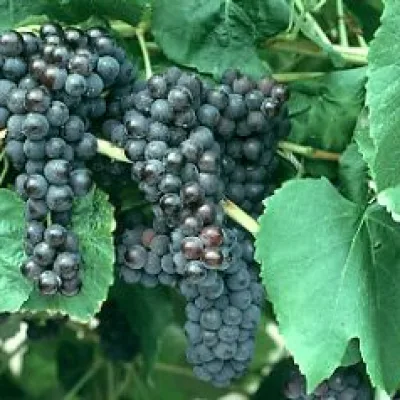 Виноград культурный 'Аштараки'