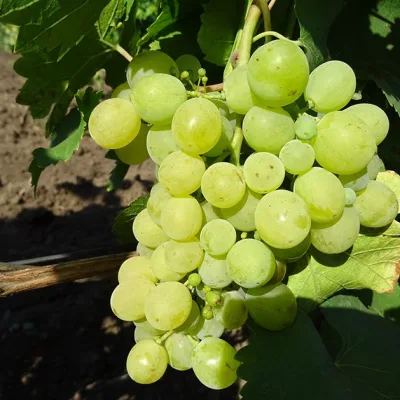 Виноград культурный 'Грочанка'