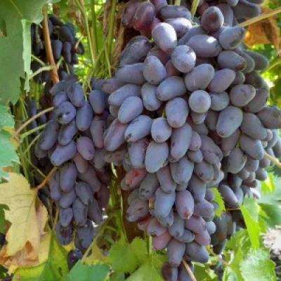 Виноград культурный 'Кутузовский'