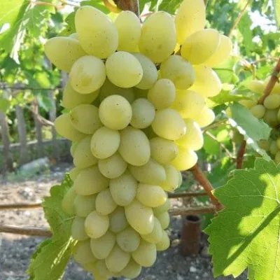 Виноград культурный 'Ляна'
