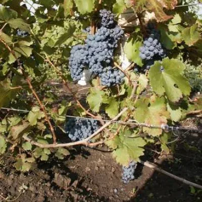 Виноград культурный 'Мицар'