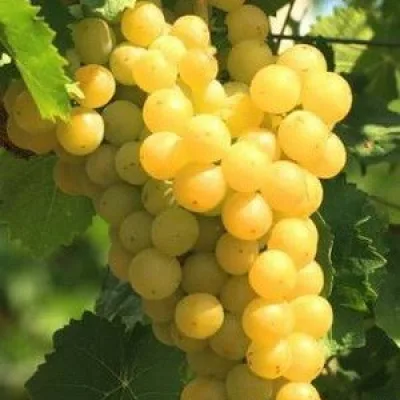 Виноград культурный 'Мускат янтарный'