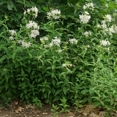Мыльнянка лекарственная