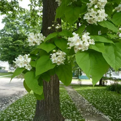Катальпа