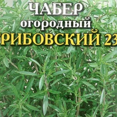 Чабер садовый 'Грибовский 23'